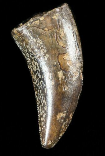 Theropod Tooth (Likely Nanotyrannus) - Montana #48303